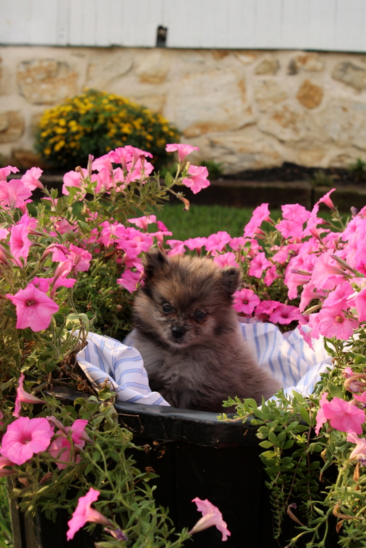puppy, for, sale, Pomeranian, Matthew B. Stoltzfus, dog, breeder, Gap, PA, dog-breeder, puppy-for-sale, forsale, nearby, find, puppyfind, locator, puppylocator, aca